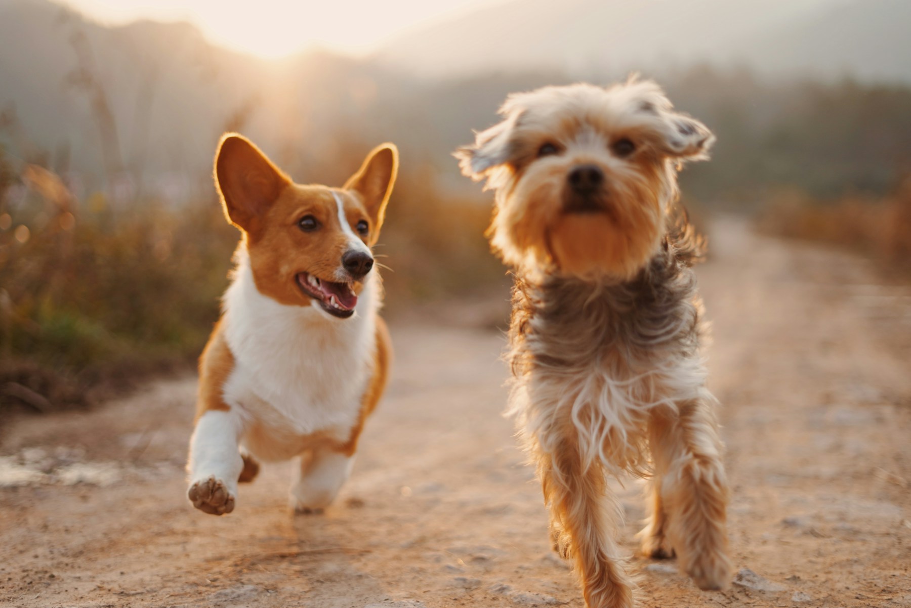 Dogs resting outdoors