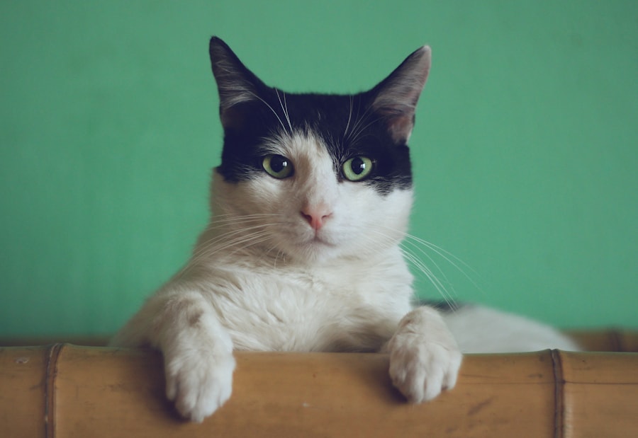 A cat looking at the camera